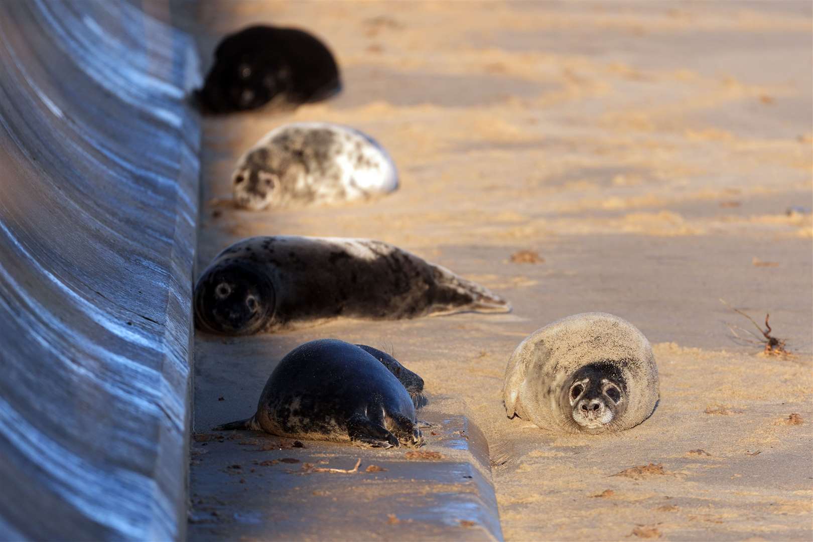 Grey seals shelter against the sea wall at Horsey (Joe Giddens/PA)