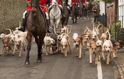 Trail hunting is legal - but many claim it can still lead to the death of foxes