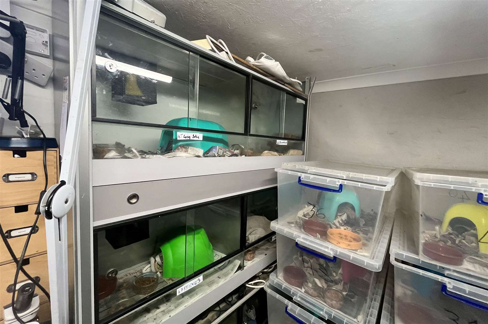 Thorne Hedgehog Rescue is one of three dedicated hedgehog rescue centres left in Kent