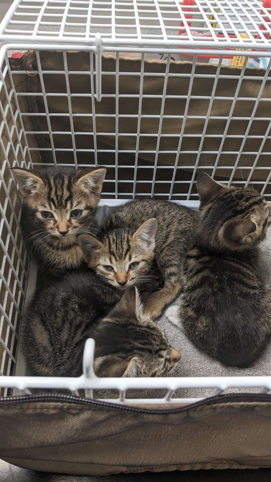 17 cats were rescued from one house in Harrow, including a number of kittens (Cats Protection)