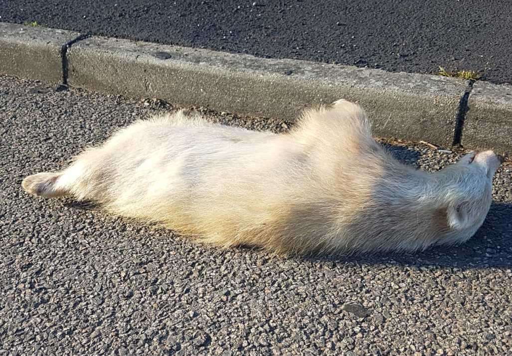 An albino badger found dead in Woolley Road, Senacre