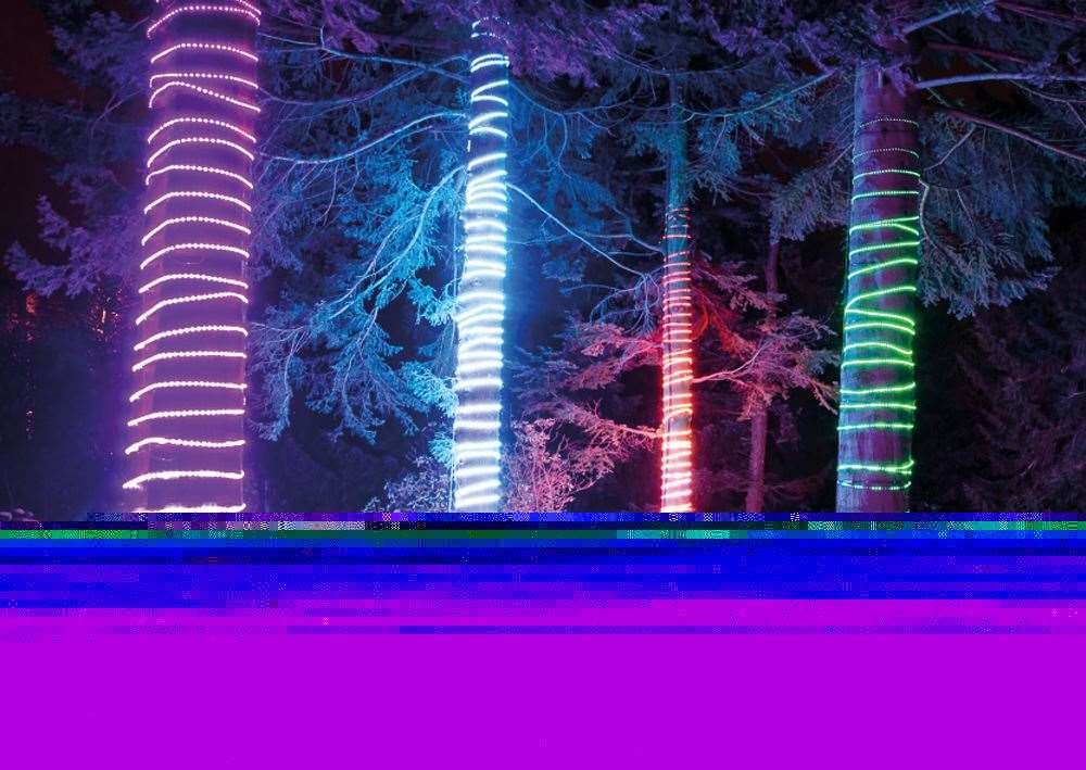 Forest of Festive Lights at Bedgebury Pinetum