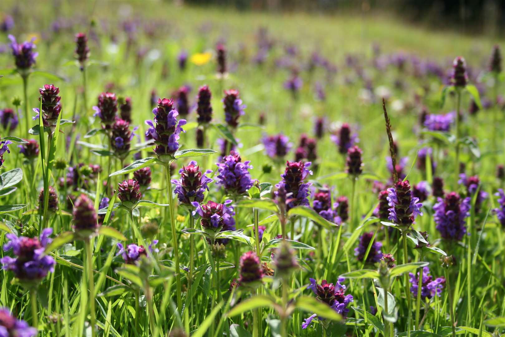 Selfheal in a short grass lawn (Trevor Dines/Plantlife/PA)