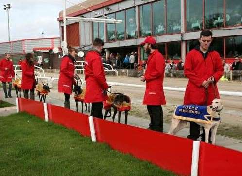 Greyhounds lining up ahead of a race at Crayford dog track. Photo: Diana Illingworth