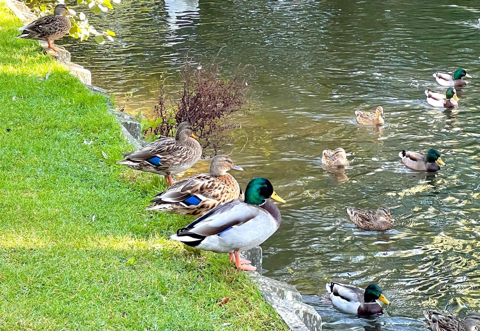 Ducks on the River Stour in Canterbury are being targeted by yobs with catapults. Picture: Ralph Lombart