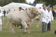 A bull being shown at last year's show
