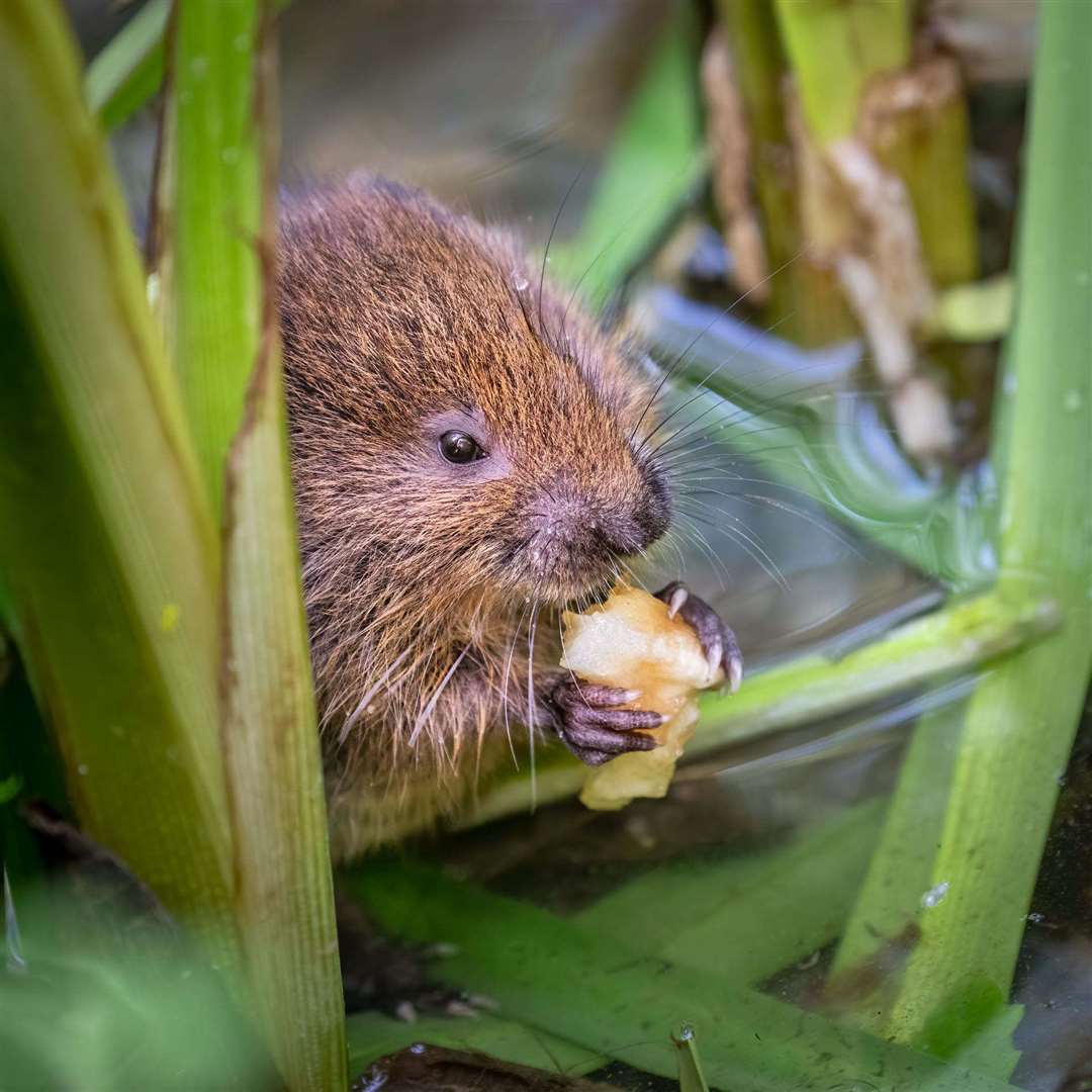 The River Darent is home to rare wildlife such as otter and water vole, pictured here. Photo: Sophia Spurgin