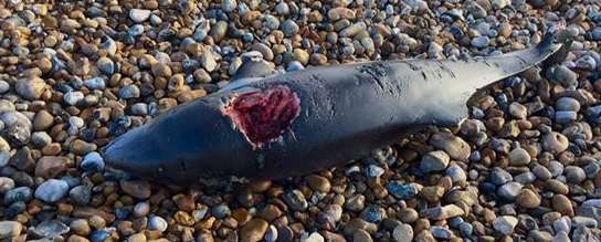 The bloodied carcass washed up on the beach at Littlestone. Picture: Emily Tomlin