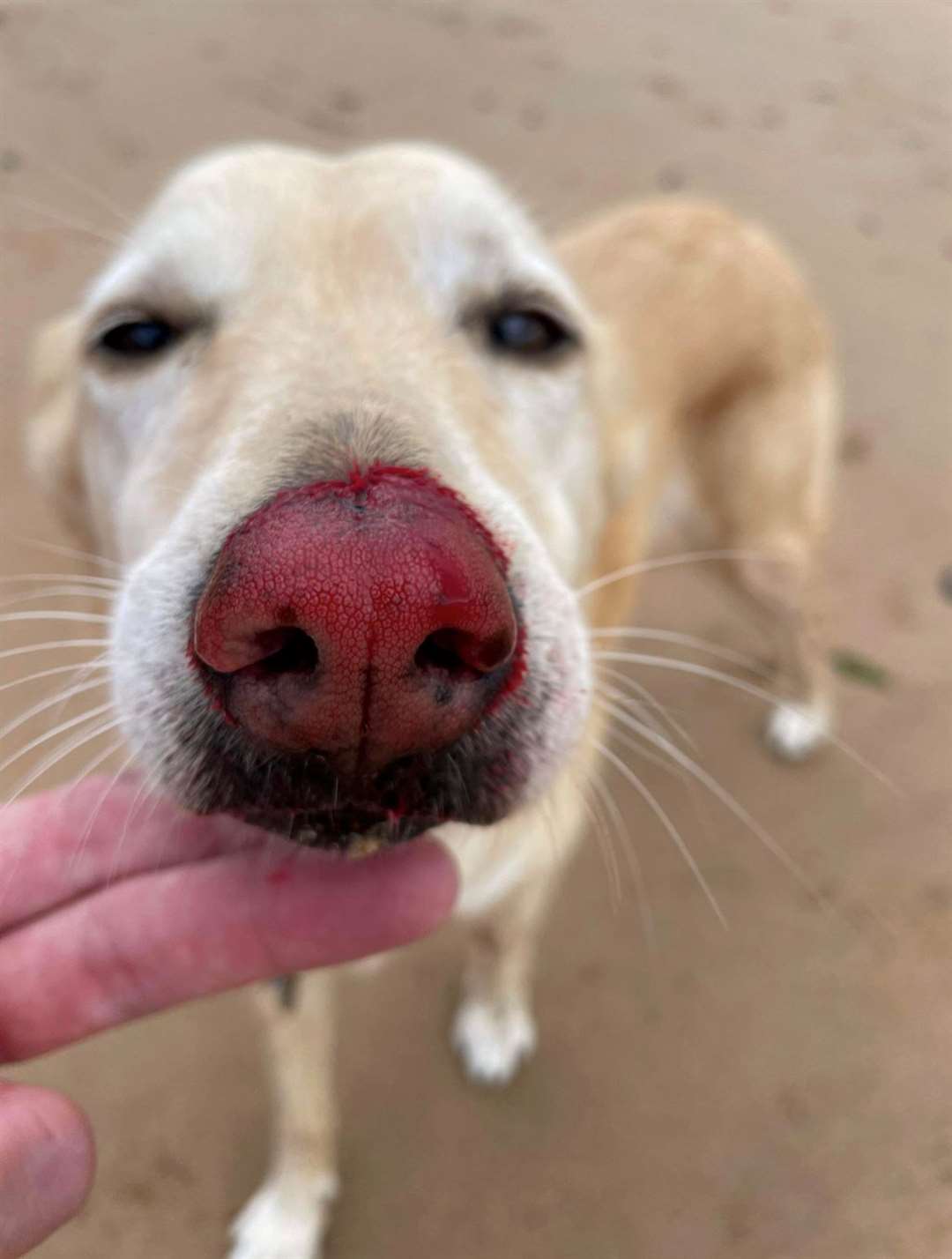 Caroline King says her dog "leapt in the air" after injuring herself on Ramsgate beach. Picture: Caroline King