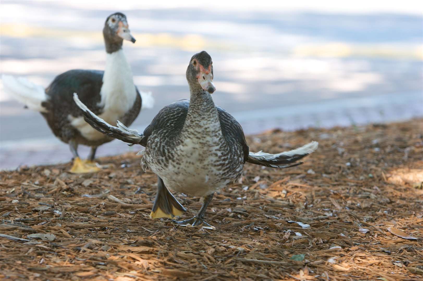 A duck with angel wing. Stock picture (4707141)