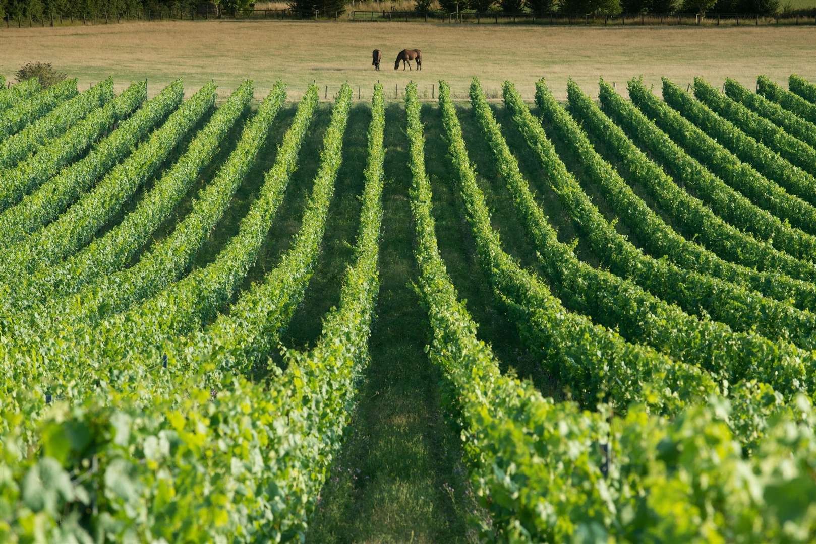 Chapel Down's current vineyard near Tenterden