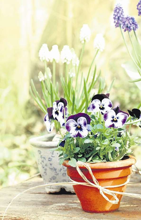 Spruce up your spring pots in 2014