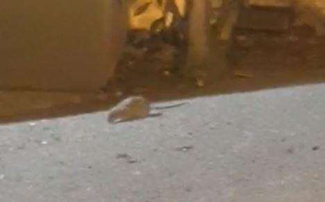 The video shows rats around the bins near the McDonald's in Greenhithe. Picture: Triangle News (7450895)