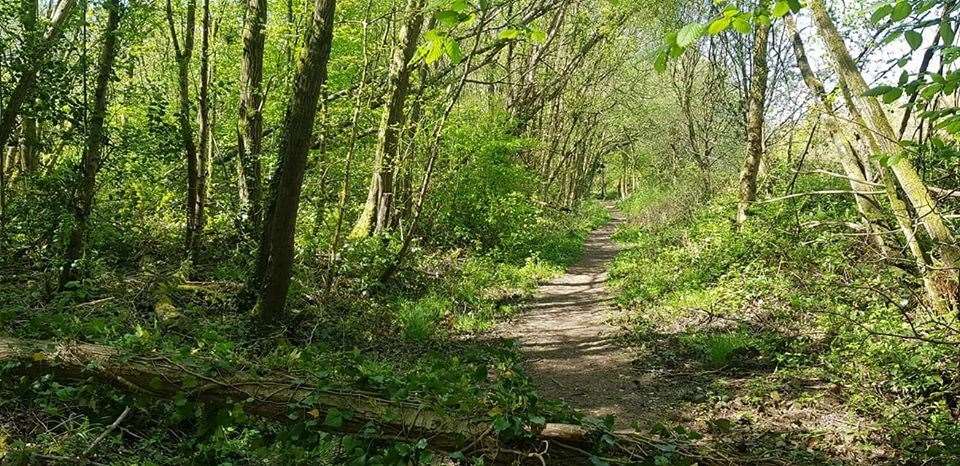 The woodland off Impton Lane, Walderslade. Picture: Jon Ramage