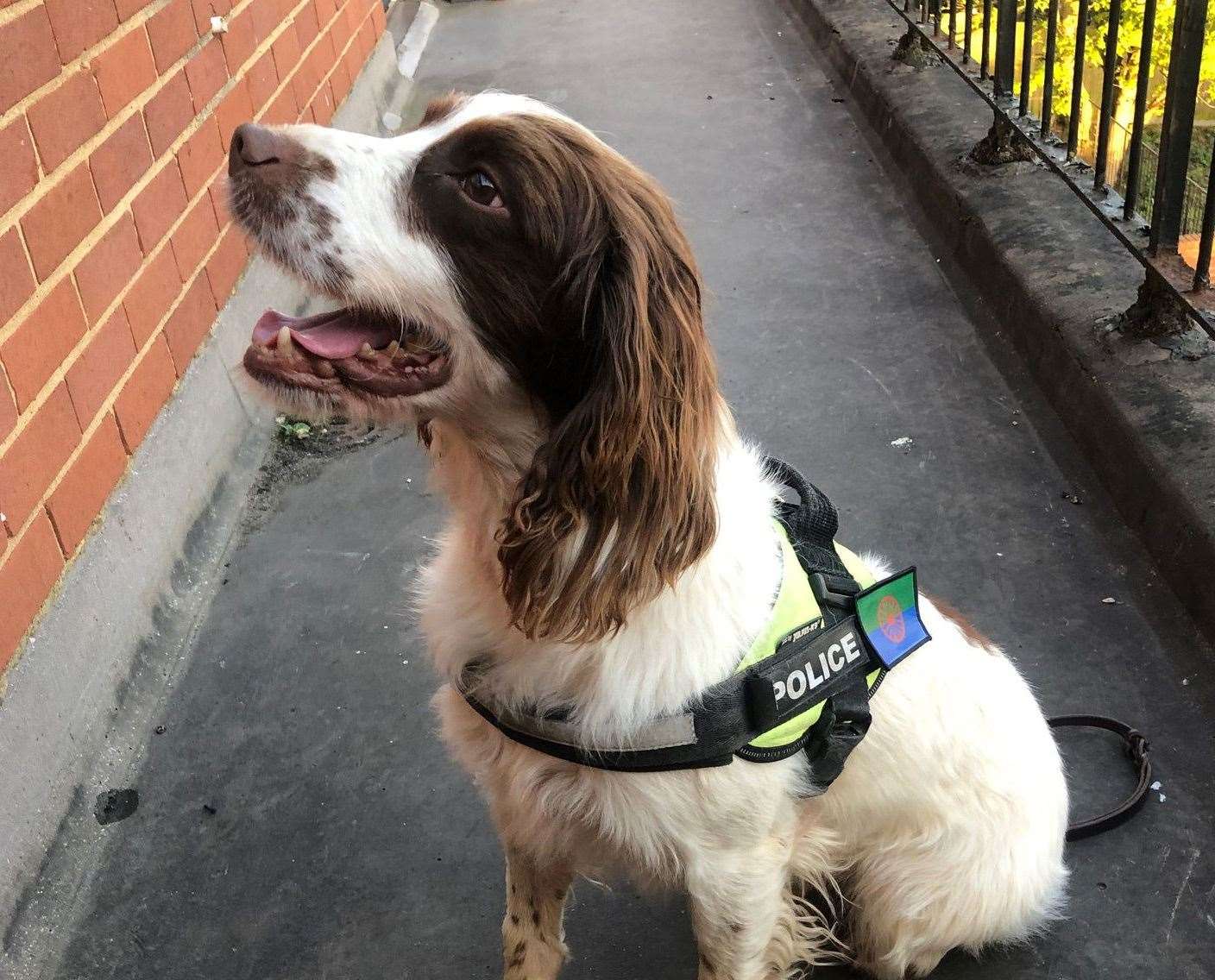 Police Dog Clay. Picture: Kent Police