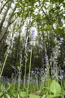 Oaken Wood, between Barming and West Malling