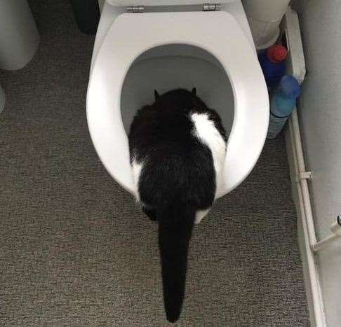 Felix snuck a drink from a toilet bowl at Ms Jonnson's home. Picture: Jacey Jonnson