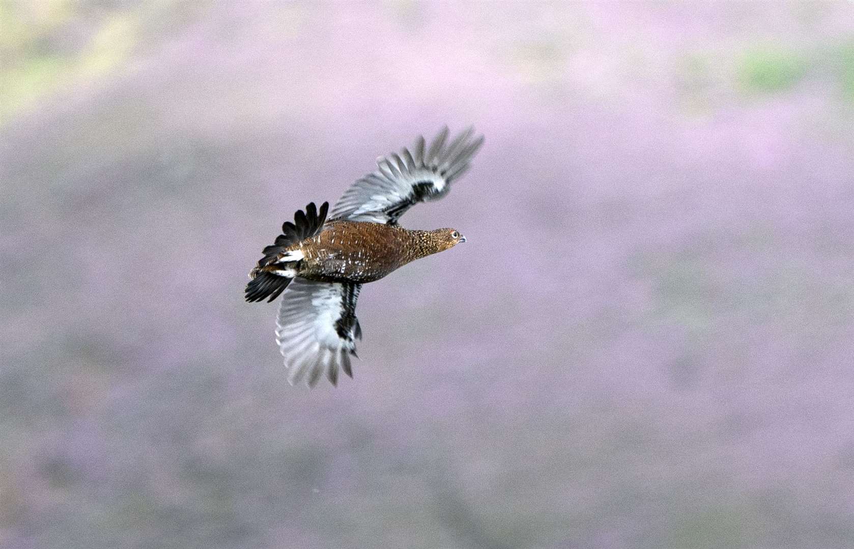 A grouse flies across the Roxburghe Estate near Duns in the Scottish Borders (Jane Barlow/PA)