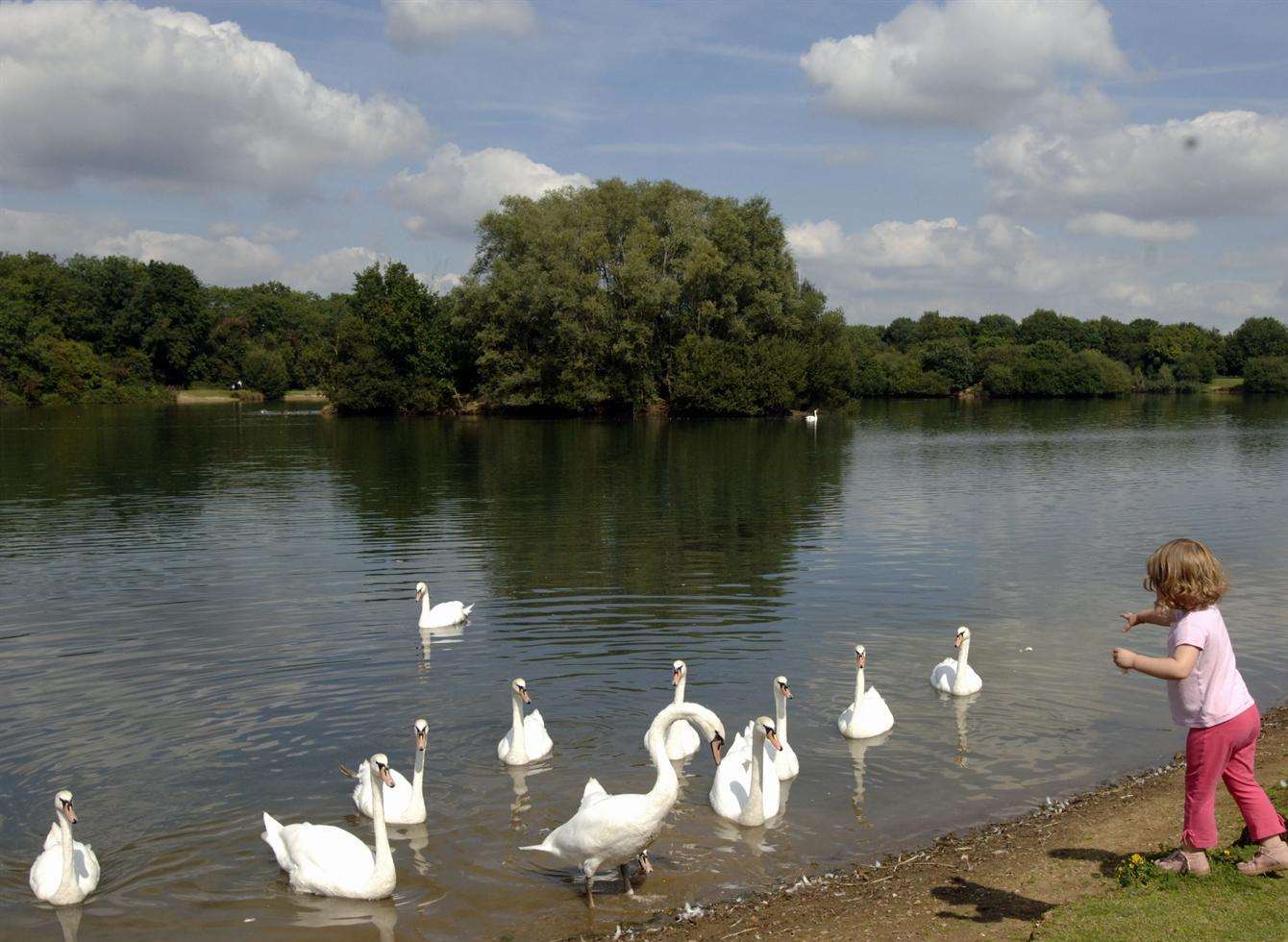 The cats were abandoed in Haysden Country Park