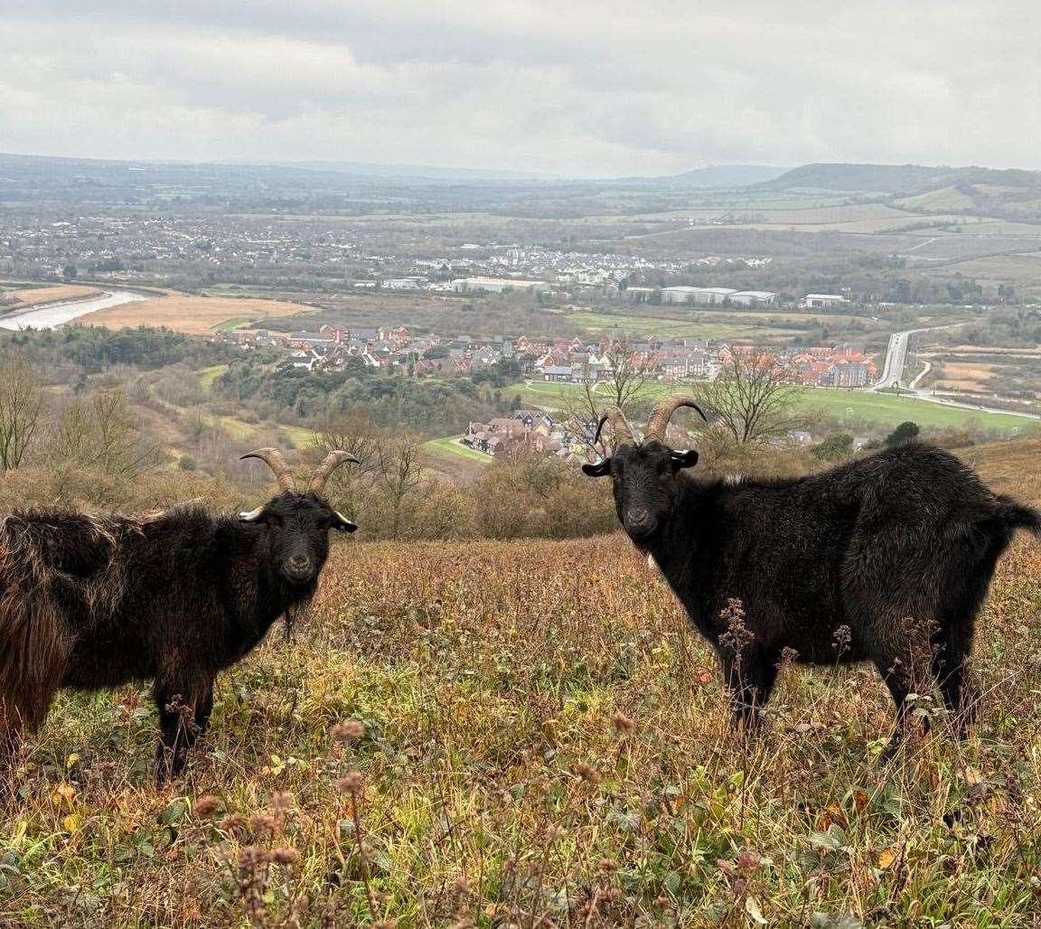 MacGyver the Old English goat on the right with his unnamed brother after returning to the herd in Wouldham Common. Picture: Kent Wildlife Trust