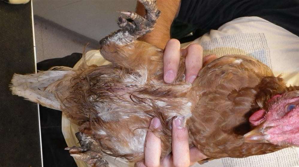 This chicken was found to have suffered