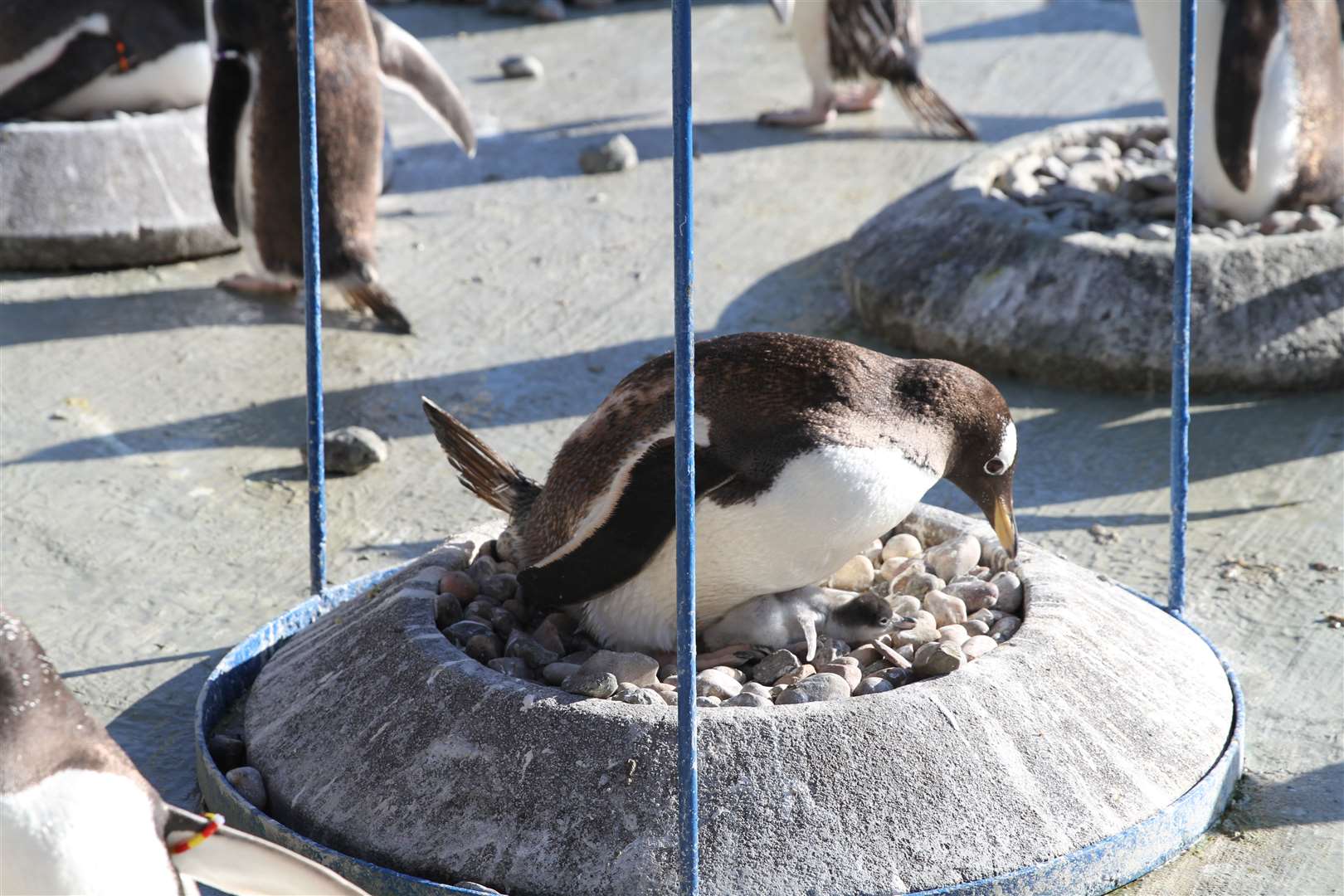 The chicks can be seen on the zoo’s penguin cam (RZSS/PA)