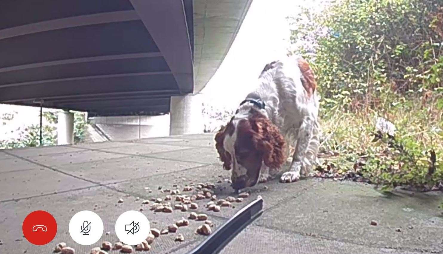 Phoebe eating the food left for her. Picture: Nicola Patterson