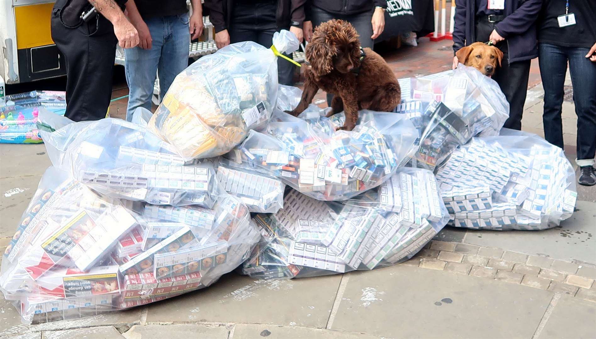 Yoyo the sniffer dog and more than 80,000 illegal cigarettes (13284411)
