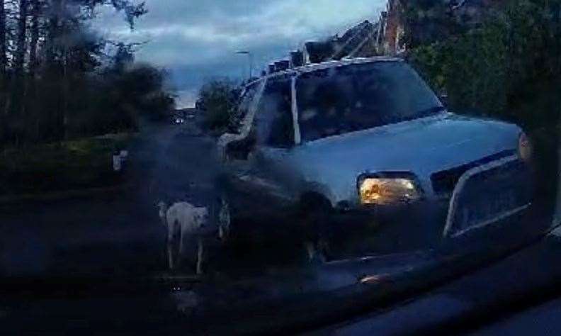 Shocking footage shows two dogs on either side of a grey Toyota RAV4, attached to leads within the vehicle