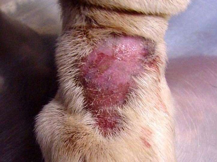 An example of Alabama Rot