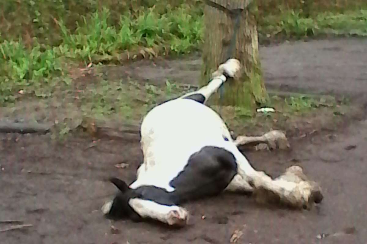 The poor animal was found tied to a tree in woodland near Woodchurch