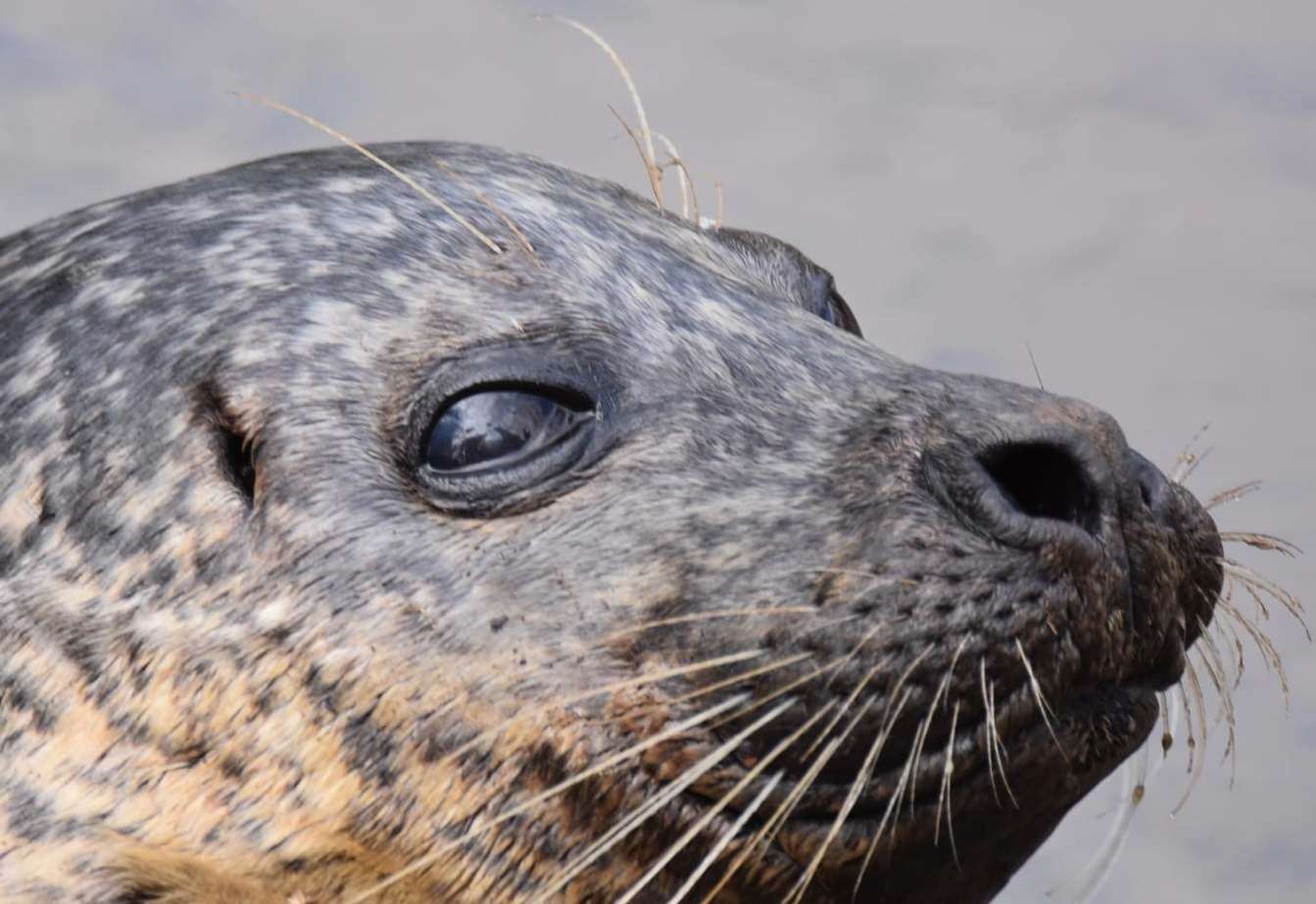 Seal Remains 'trapped' In The River Medway Near Maidstone