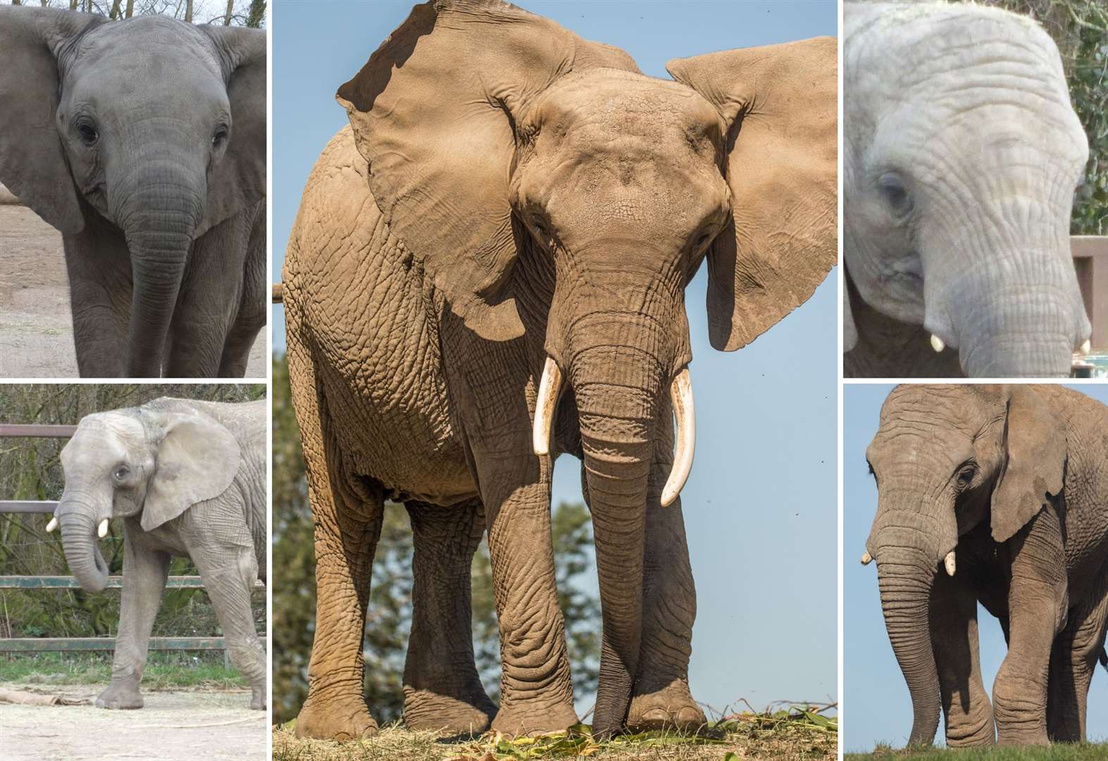 The 13 elephants set to leave Howletts for Africa - everything you need ...