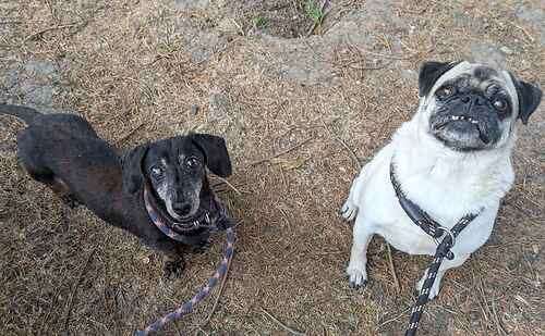 Alfie the Dachshund and Tilly the pug are looking for their forever home together. Picture: Last Chance Animal Rescue