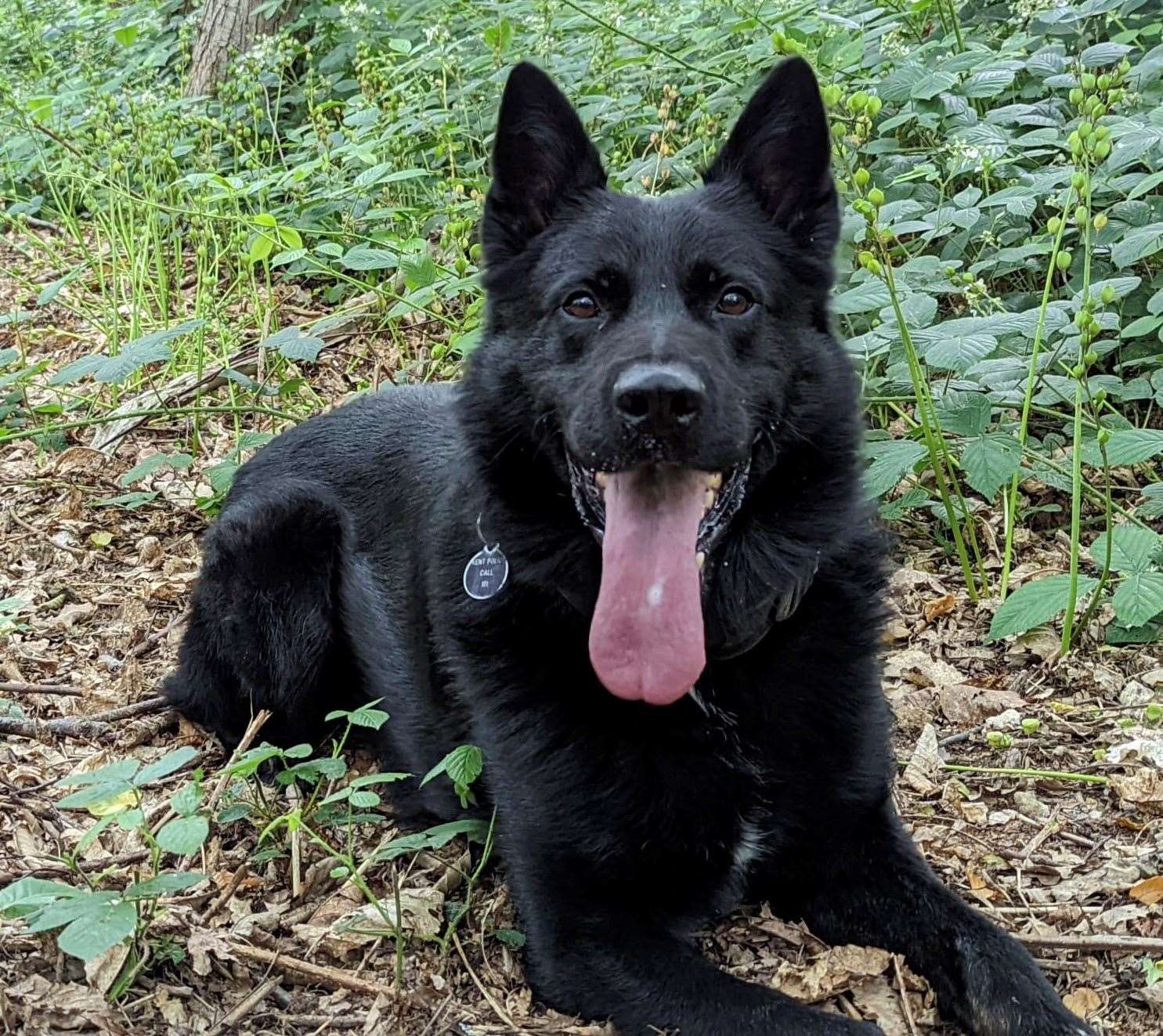 Police dog Britt. Picture: Kent Police