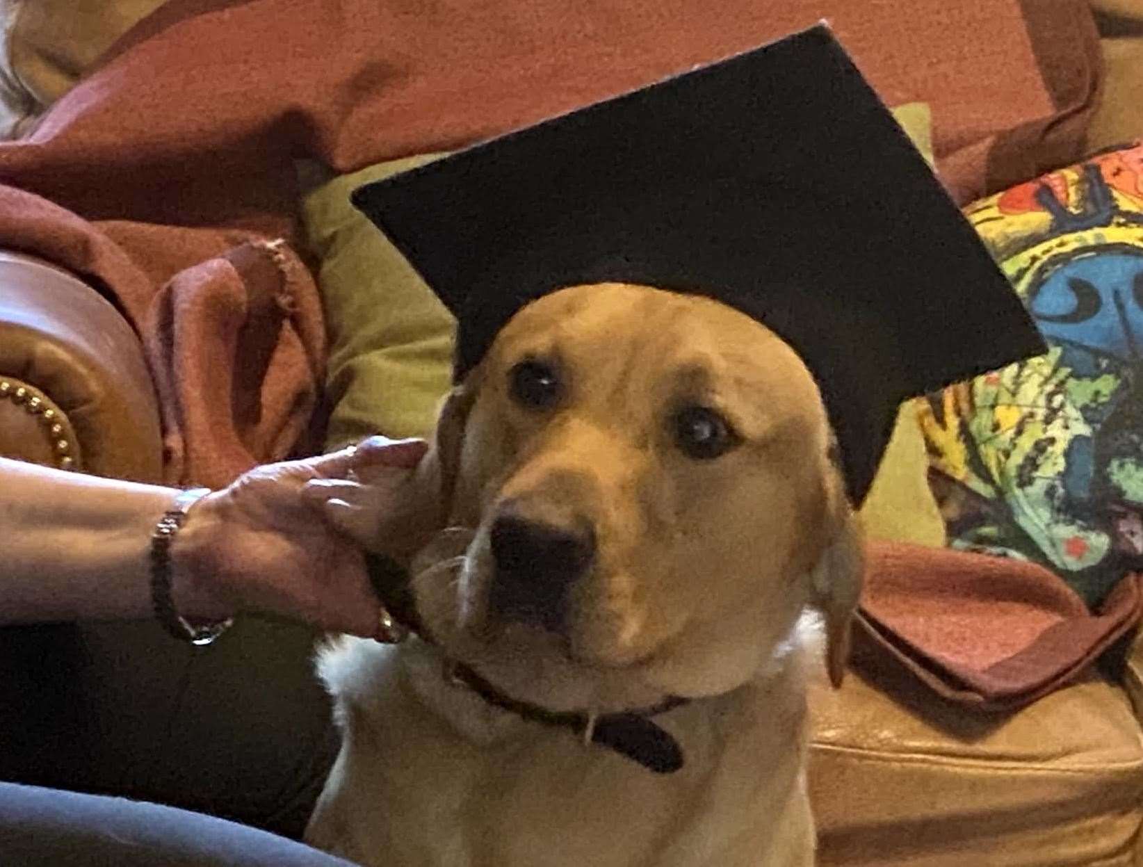 Ziggy the labrador, after finally passing his sniffer dog training