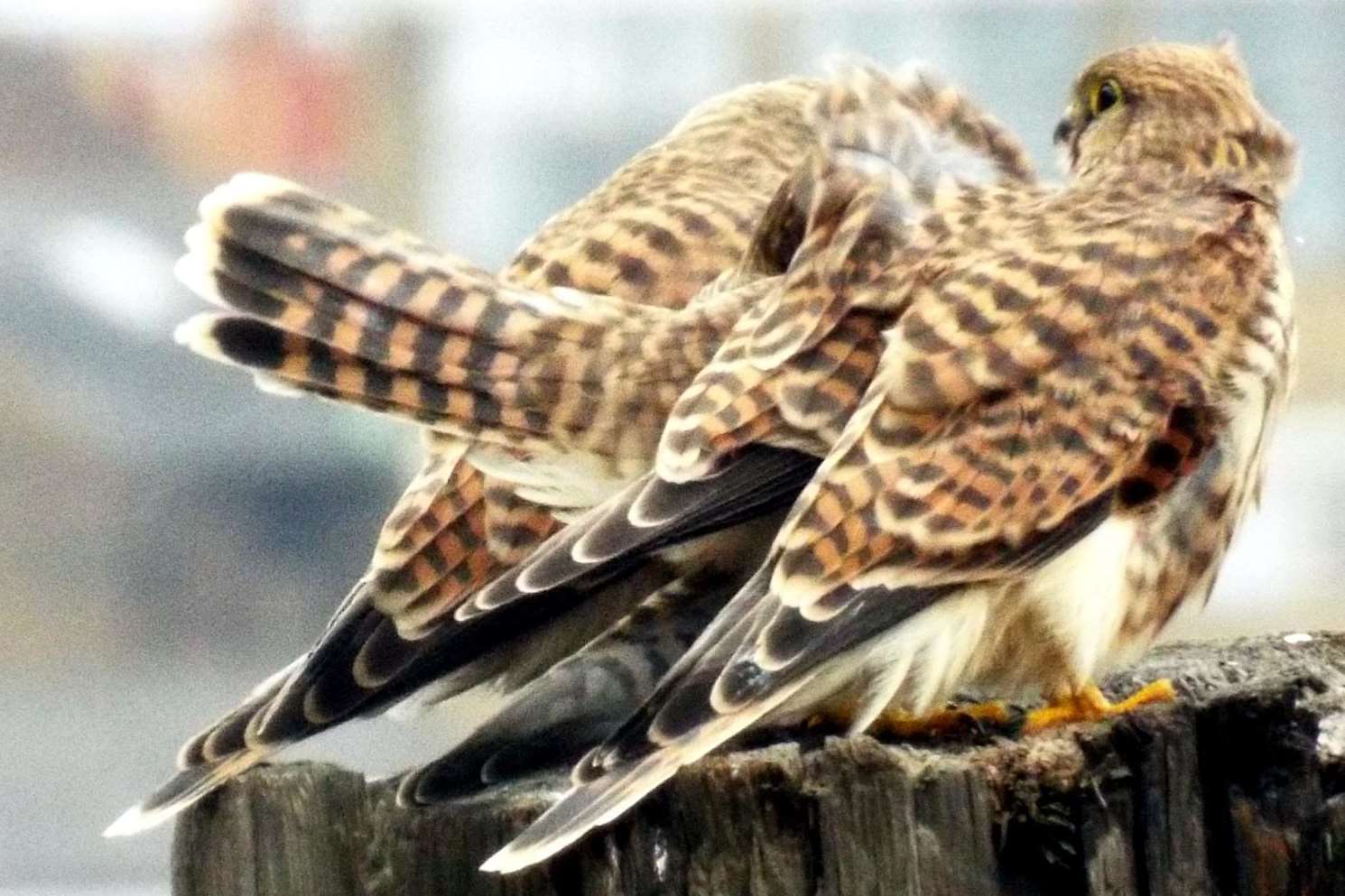 The young family of kestrels wait for their parents to feed them near the Medway Messenger offices. Picture: Alan Watkins