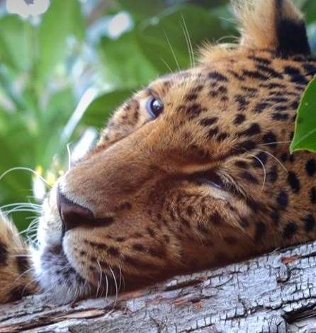 Ta'iri the leopard died after more than a decade of living at his Kent home. Pictures: The Big Cat Sanctuary