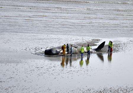 Pegwell Bay whale sent in by Matt Murphy