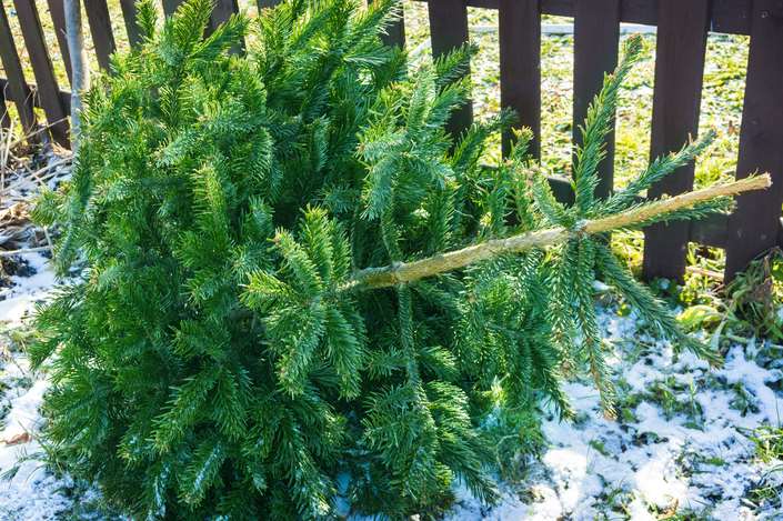 Around a third of us in the UK have a real tree for Christmas. Picture: GettyImages