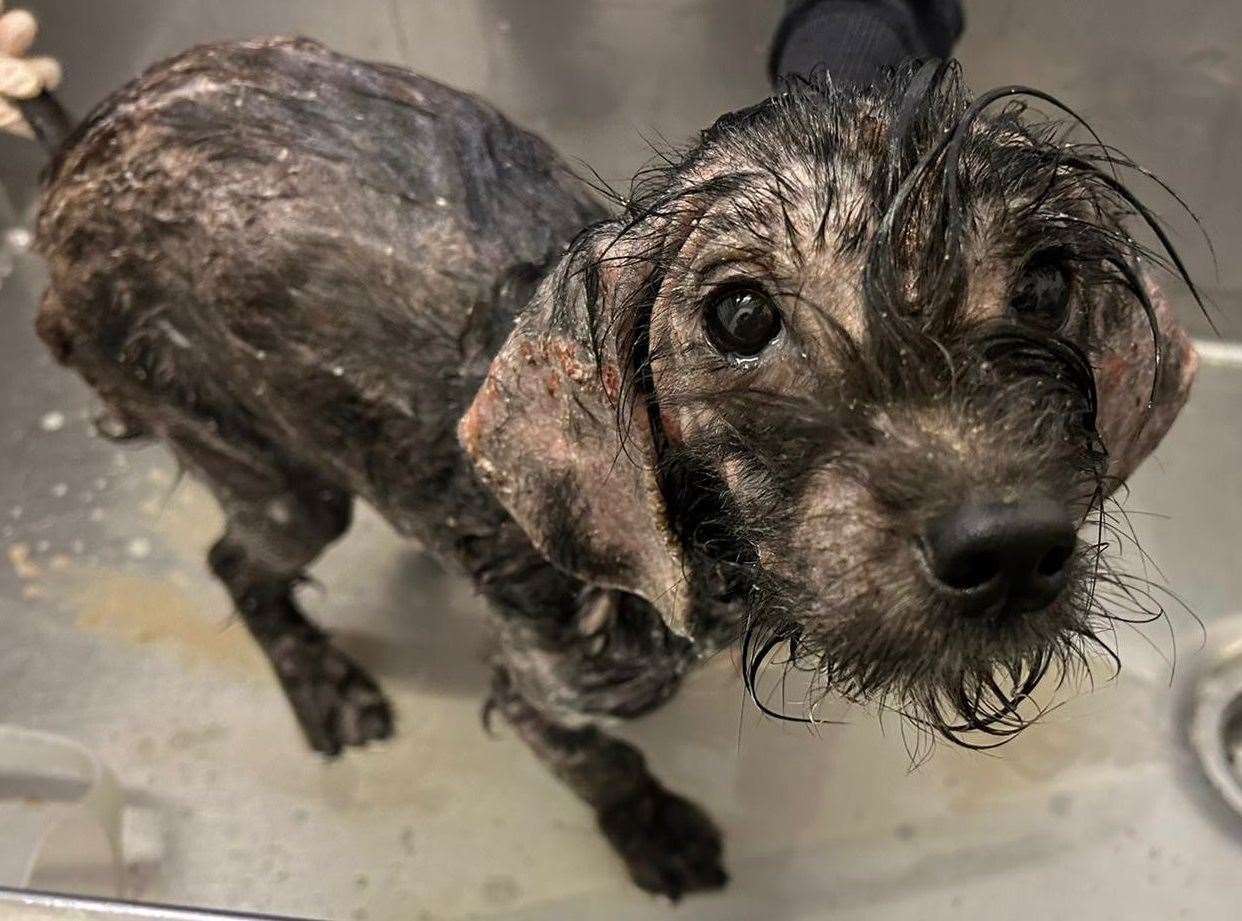 Wally was found chained and in a plastic bag in the Wallis Park area, Northfleet. Picture: Animal Samaritans