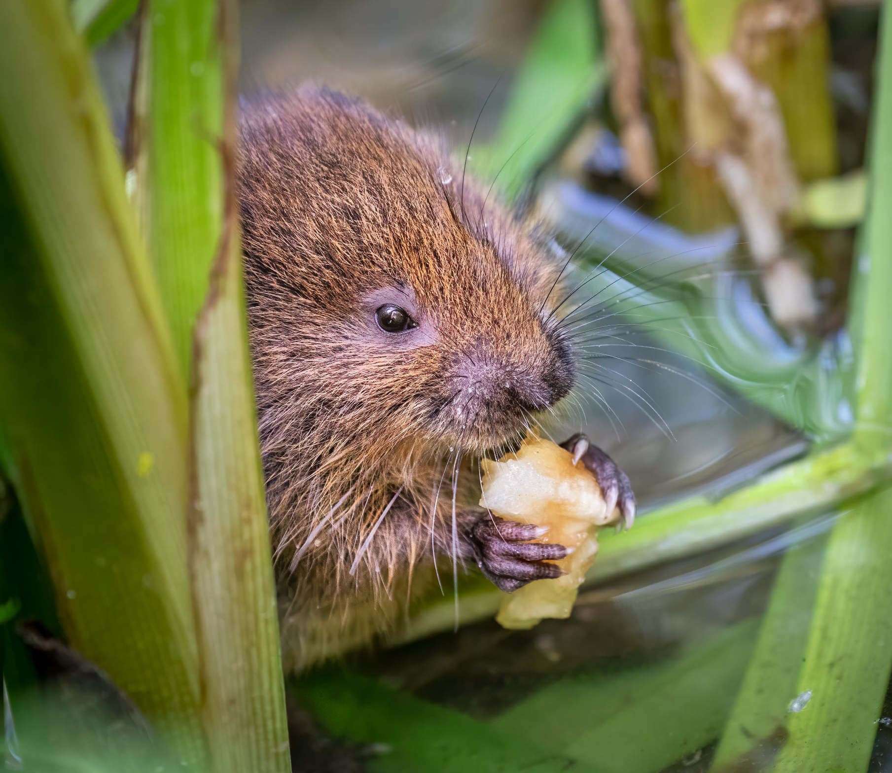 Water voles are among the endangered species in Kent. Pic: Sophia Spurgin