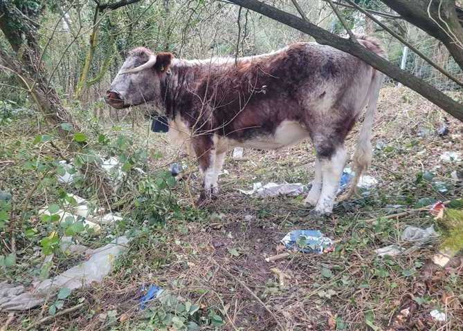 Longhorn grazing surrounded by litter at Heather Corrie Vale. Picture: Jess Allam
