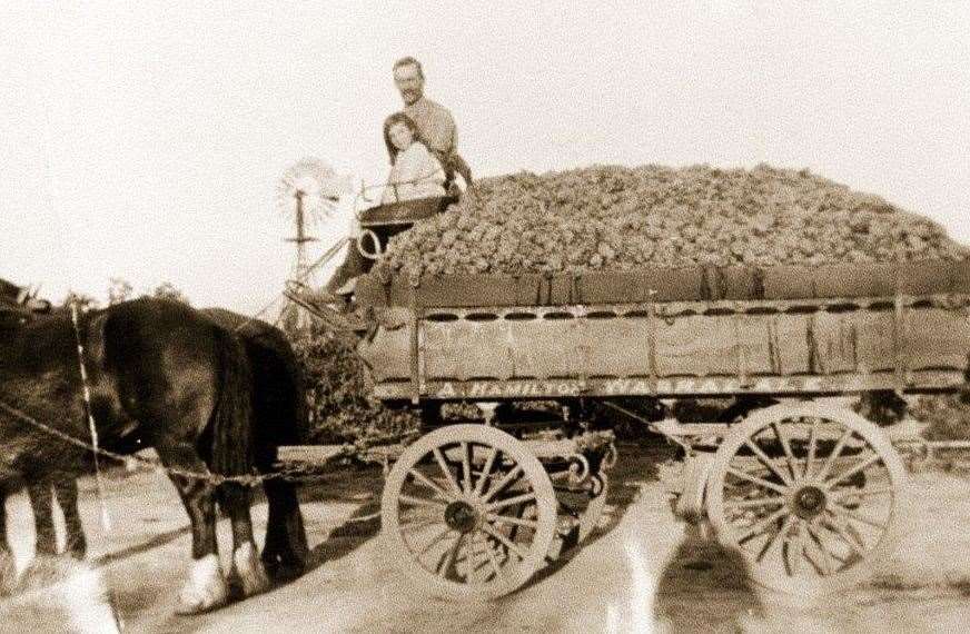 A horse drawn grape cart at the vineyard created by Richard Hamilton near Adelaide. Picture: Hugh Hamilton Wines