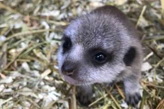 The meerkats have recently arrived at Kent Life in Maidstone