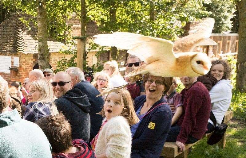 See a spectacular flying demonstration at the Owl Academy. Picture: Kent Life