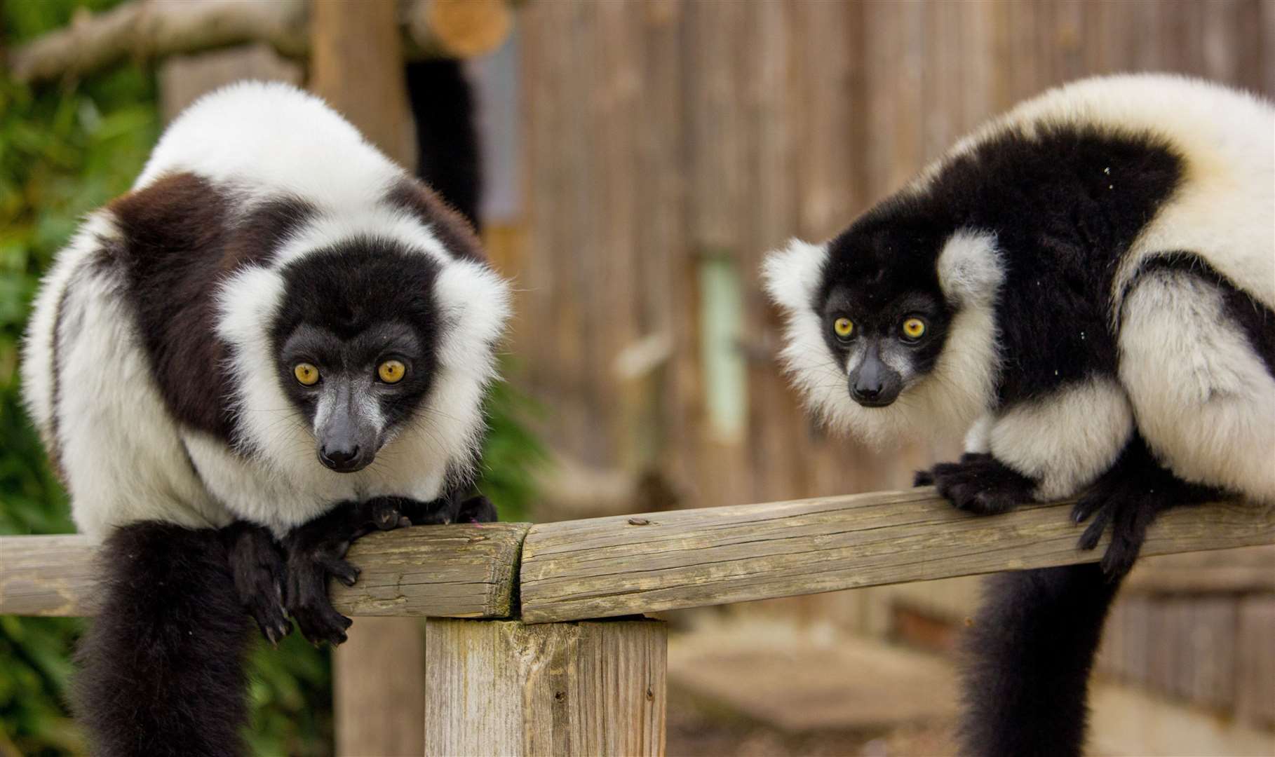 We’re giving away a family ticket and Lemur Encounter at Howletts Wild Animal Park. Picture: Howletts