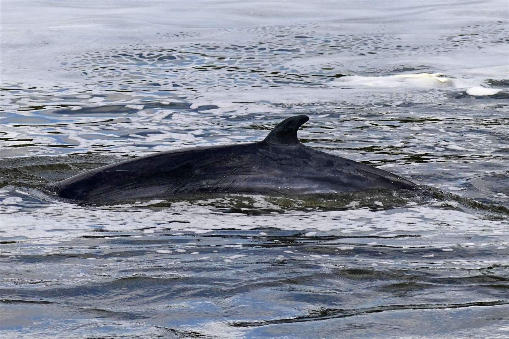 A Minke whale near Teddington Lock (Yui Mok/PA)