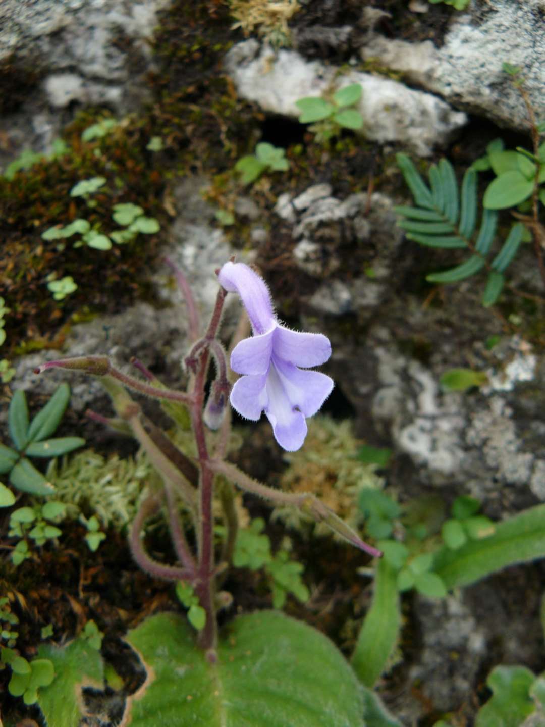 Streptocarpus malachiticola is threatened by mining for copper (Julie Lebrun/PA)