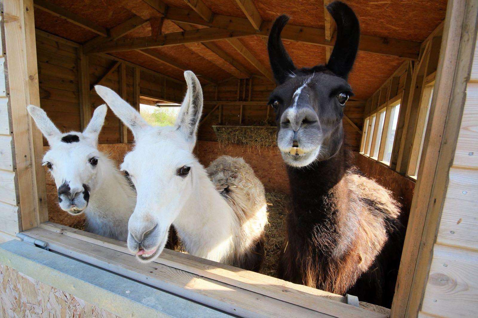 Titan, Moonstruck and Barney the llamas